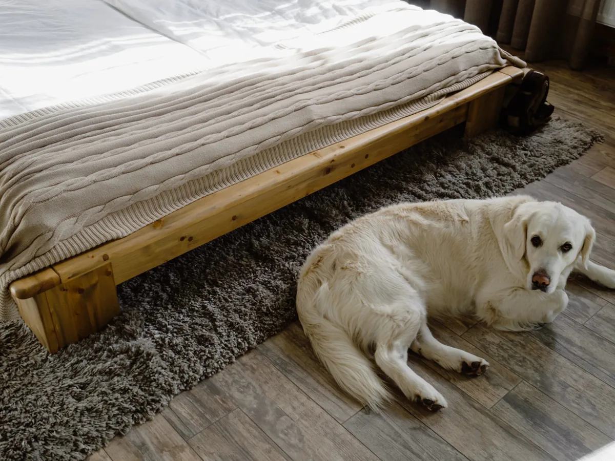 Golden retriever lying on a shaggy rug beside a low bed on a wood floor