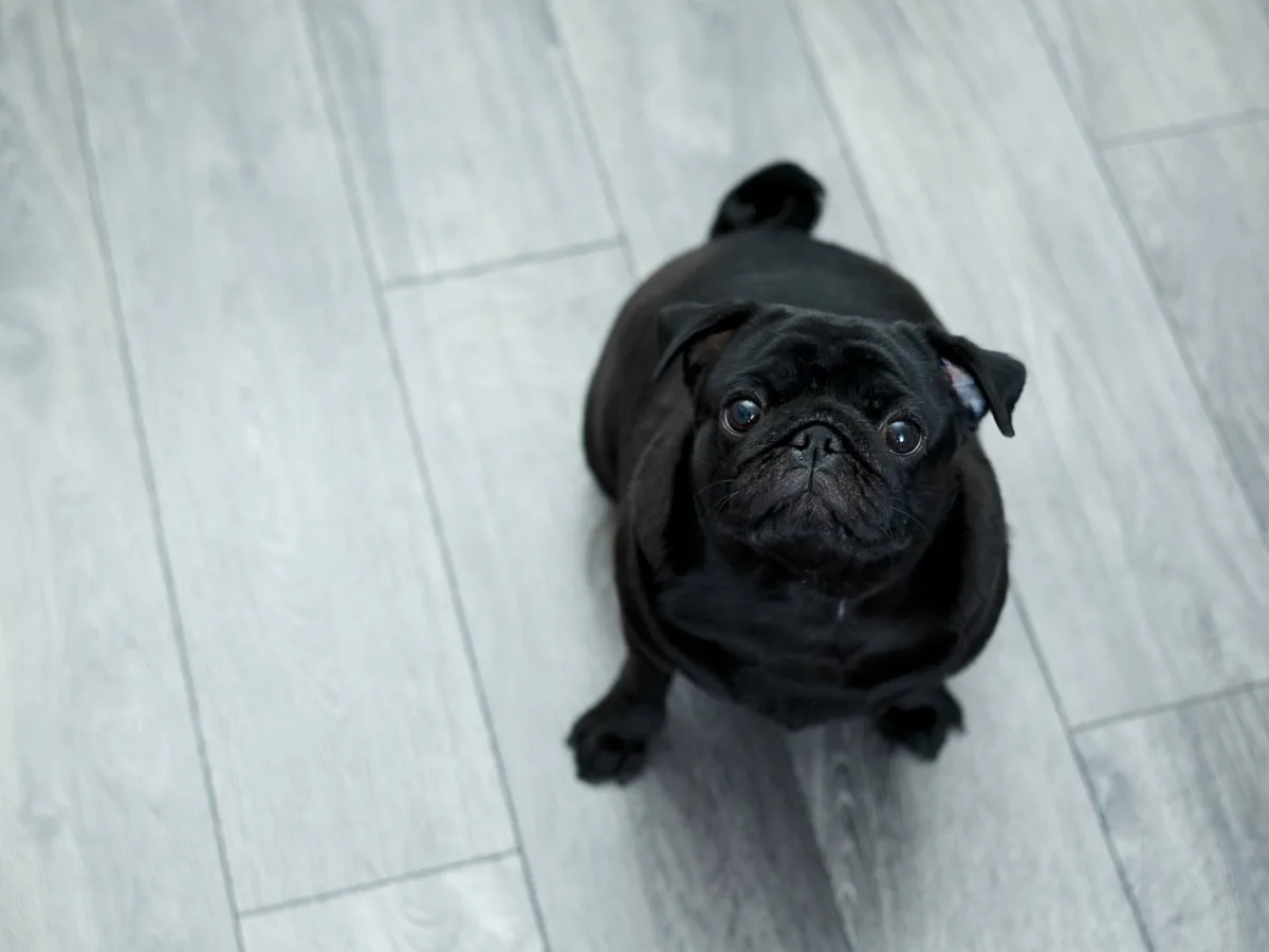 Black pug sitting on a grey wood-look plank floor and looking up